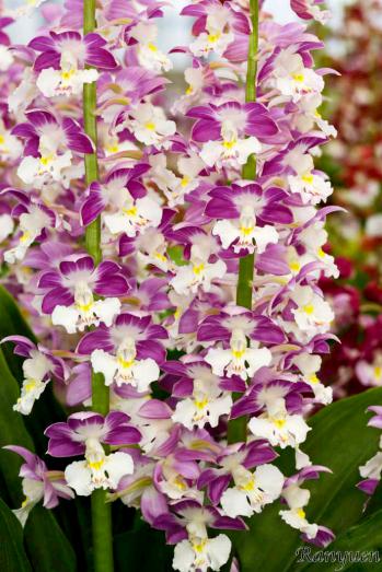 エビネ 蘭裕園 Ranyuen