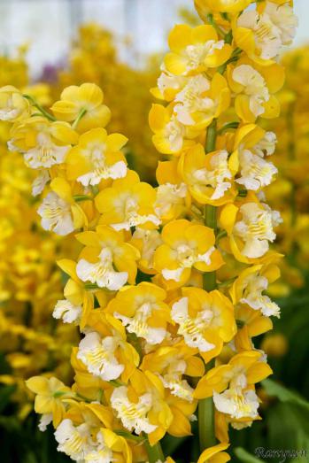 エビネ 蘭裕園 Ranyuen