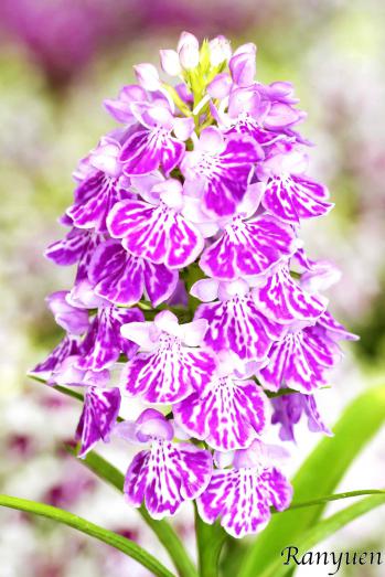 アワチドリ・夢ちどり 蘭裕園 Ranyuen