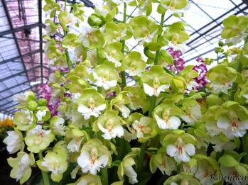 エビネ 蘭裕園 Ranyuen