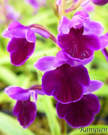 アワチドリ・夢ちどり 蘭裕園 Ranyuen