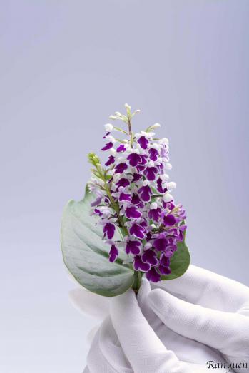 蘭裕園スタイル 蘭裕園 Ranyuen