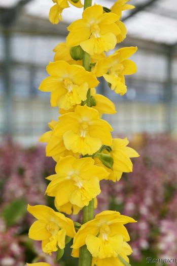 エビネ 蘭裕園 Ranyuen