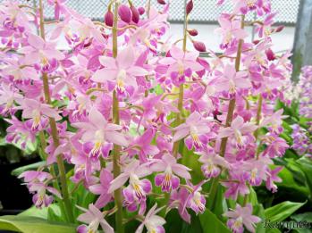 エビネ 蘭裕園 Ranyuen