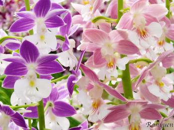 エビネ 蘭裕園 Ranyuen