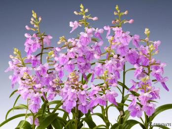 アワチドリ・夢ちどり 蘭裕園 Ranyuen