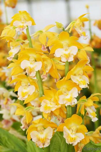 エビネ 蘭裕園 Ranyuen