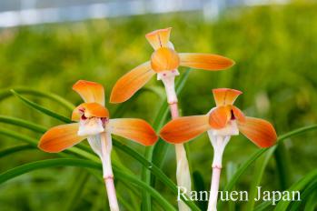 春蘭 蘭裕園 Ranyuen