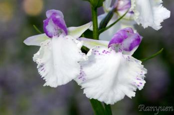 アワチドリ・夢ちどり 蘭裕園 Ranyuen