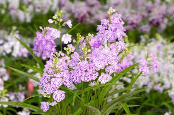 アワチドリ・夢ちどり 蘭裕園 Ranyuen