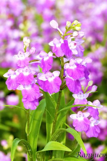 アワチドリ・夢ちどり 蘭裕園 Ranyuen