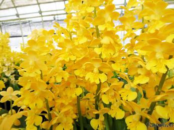 エビネ 蘭裕園 Ranyuen