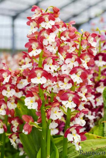 エビネ 蘭裕園 Ranyuen