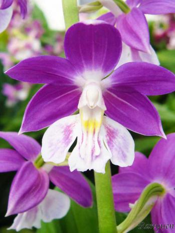 エビネ 蘭裕園 Ranyuen