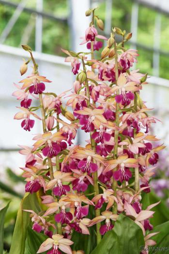 エビネ 蘭裕園 Ranyuen