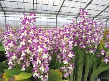 エビネ 蘭裕園 Ranyuen