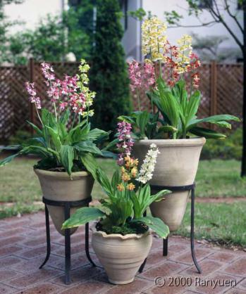 蘭裕園スタイル 蘭裕園 Ranyuen