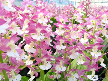 エビネ 蘭裕園 Ranyuen