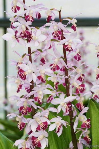 エビネ 蘭裕園 Ranyuen