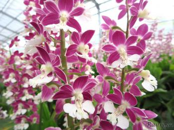 エビネ 蘭裕園 Ranyuen