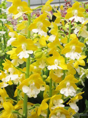 エビネ 蘭裕園 Ranyuen