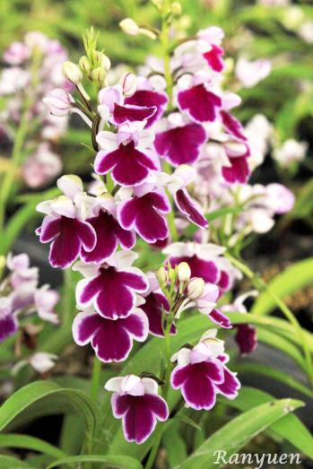 アワチドリ・夢ちどり 蘭裕園 Ranyuen