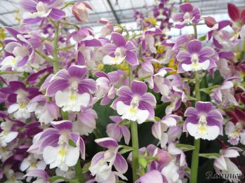 エビネ 蘭裕園 Ranyuen