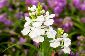 アワチドリ・夢ちどり 蘭裕園 Ranyuen