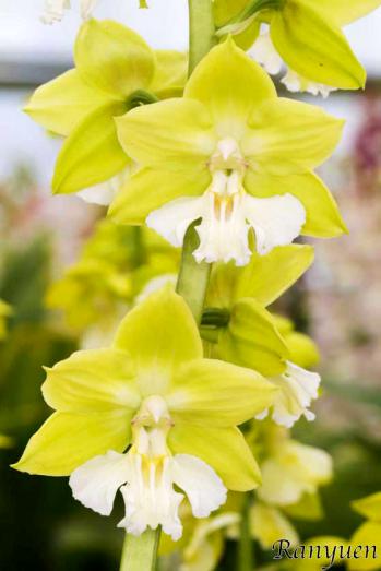 エビネ 蘭裕園 Ranyuen