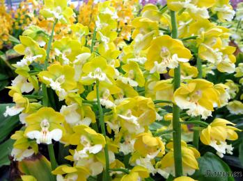 エビネ 蘭裕園 Ranyuen