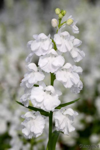 アワチドリ・夢ちどり 蘭裕園 Ranyuen