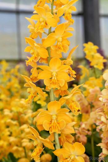 エビネ 蘭裕園 Ranyuen