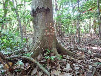 ムヨウラン 蘭裕園 Ranyuen