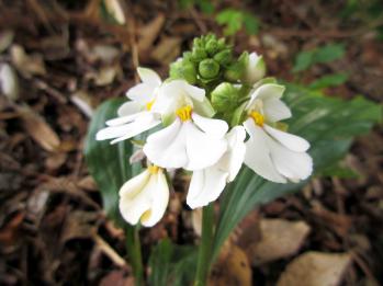 ヒロハノカラン 蘭裕園 Ranyuen
