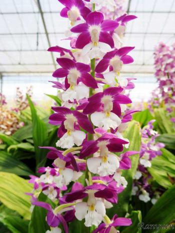 エビネ 蘭裕園 Ranyuen