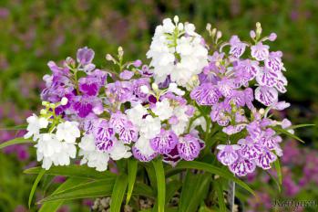 アワチドリ・夢ちどり 蘭裕園 Ranyuen
