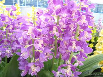 Calanthe Ranyuen