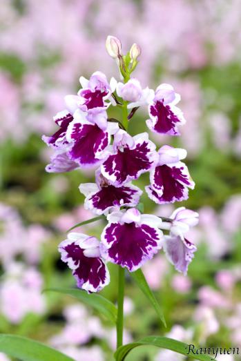 アワチドリ・夢ちどり 蘭裕園 Ranyuen