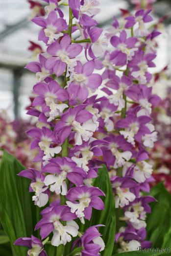 エビネ 蘭裕園 Ranyuen