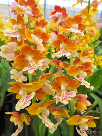 エビネ 蘭裕園 Ranyuen