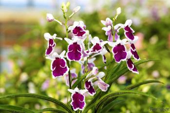 アワチドリ・夢ちどり 蘭裕園 Ranyuen