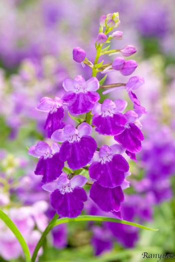 アワチドリ・夢ちどり 蘭裕園 Ranyuen