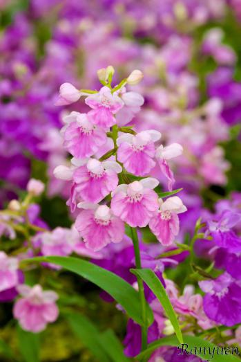 アワチドリ・夢ちどり 蘭裕園 Ranyuen