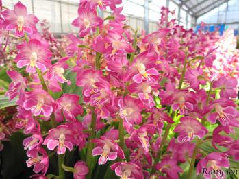 エビネ 蘭裕園 Ranyuen