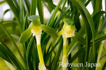 春蘭 蘭裕園 Ranyuen