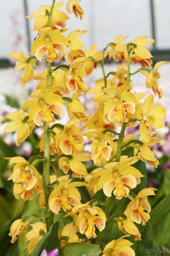 エビネ 蘭裕園 Ranyuen