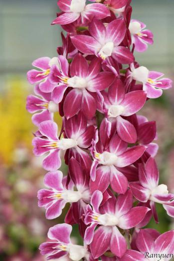 エビネ 蘭裕園 Ranyuen