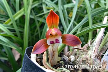 春蘭 蘭裕園 Ranyuen