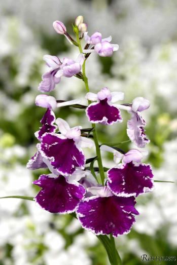 アワチドリ・夢ちどり 蘭裕園 Ranyuen