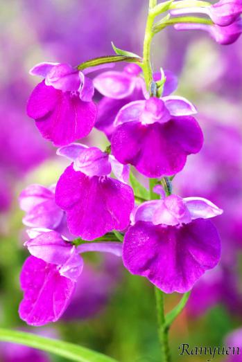 アワチドリ・夢ちどり 蘭裕園 Ranyuen